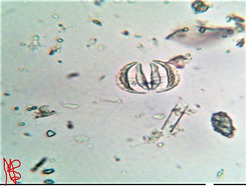 identificazione di....? grazie !